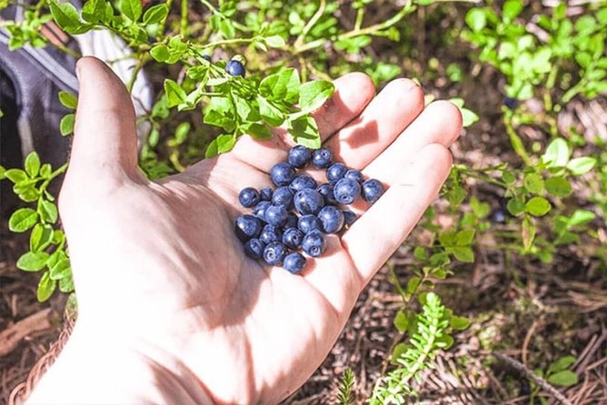 Wild Berries and Mushroom picking tour - Why Rovaniemi’s forest makes a good kitchen
