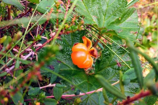 Wild Berries and Mushroom picking tour - How the timing affects what you find