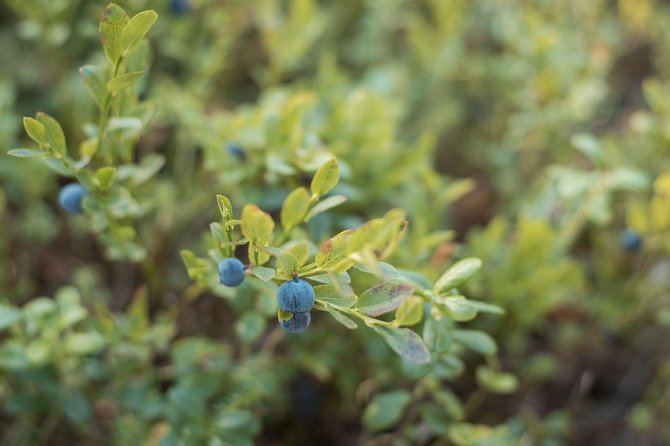 Wild Berries and Mushroom picking tour - Who should book this forest outing