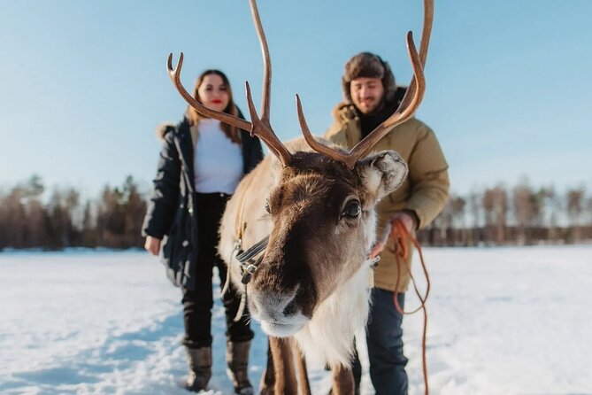 Wild Reindeers Safari + Lunch in Glass Igloo (private service) - Key points at a glance