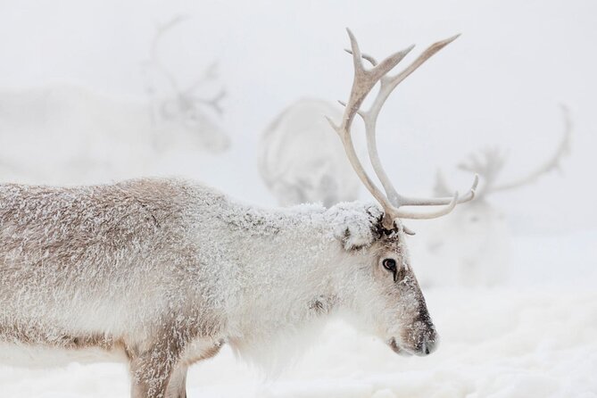Wild Reindeers Safari + Lunch in Glass Igloo (private service) - A quiet start among Rovaniemi’s reindeer