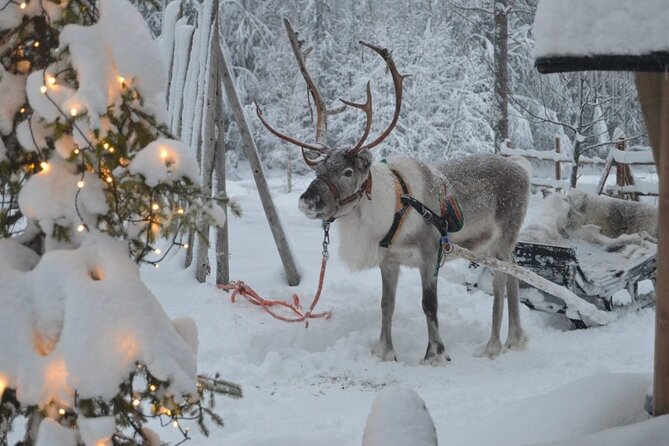 Wild Reindeers Safari + Lunch in Glass Igloo (private service) - Lunch inside a glass igloo