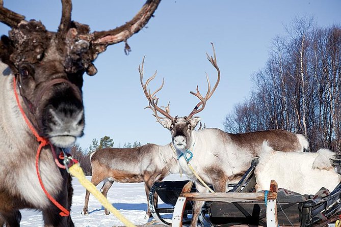 Wild Reindeers Safari + Lunch in Glass Igloo (private service) - Sleds, scooters, and a good family solution