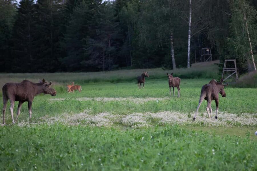Wildlife safari with campfire dinner from Helsinki - Leaving Helsinki for Porkkala Peninsula