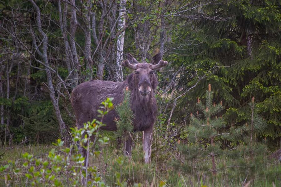 Wildlife safari with campfire dinner from Helsinki - Searching the peninsula as daylight fades