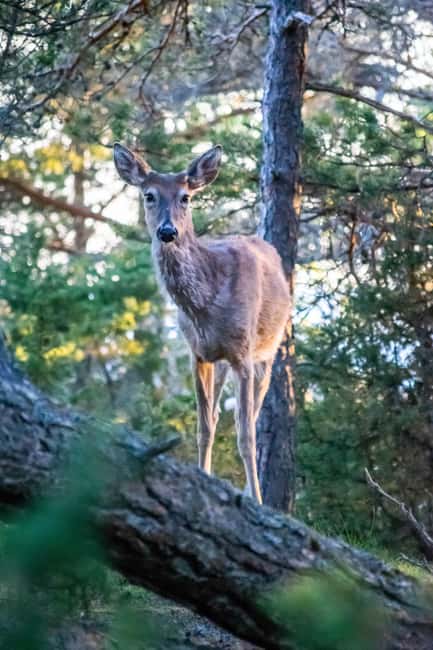 Wildlife safari with campfire dinner from Helsinki - Why the small group improves the outing