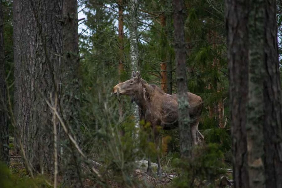 Wildlife safari with campfire dinner from Helsinki - The value of combining food and wildlife