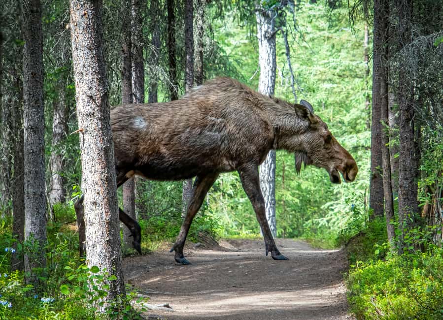 Wildlife safari with campfire dinner from Helsinki - Who should book this Helsinki safari?