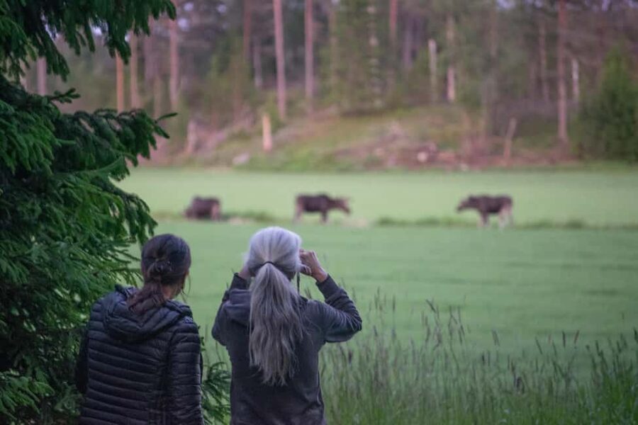 Wildlife safari with campfire dinner from Helsinki - A Finnish campfire beside the coast