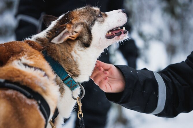 Winter highlights: Snowmobile, Arctic Animals And Santa<code>s Village – Key points to know before booking’ /></p>
<ul>
<li><strong>One-hour snowmobile ride:</strong> Two adults share one snowmobile, with single driving available for an added fee.</li>
<li><strong>Two short sleigh rides:</strong> The program includes a 500-meter reindeer sleigh ride and a 500-meter husky sleigh ride.</li>
<li><strong>Lunch is included:</strong> You receive traditional salmon soup or vegetarian soup at the farm.</li>
<li><strong>Santa Claus Village gets two hours:</strong> You have time for Santa, the Arctic Circle line, the post office, shopping, and the children’s mini-track.</li>
<li><strong>Children ride differently:</strong> Children aged 2 to 14 sit in a sledge behind the guide’s snowmobile, while children under 2 are not recommended to join.</li>
<li><strong>A driving license is required:</strong> You must bring a valid physical driver’s license to operate a snowmobile.</li>
</ul>
<h2 id="a-full-arctic-day-from-central-rovaniemi">A full Arctic day from central Rovaniemi</h2>
<p><img width="667" height="446" decoding="async" src=